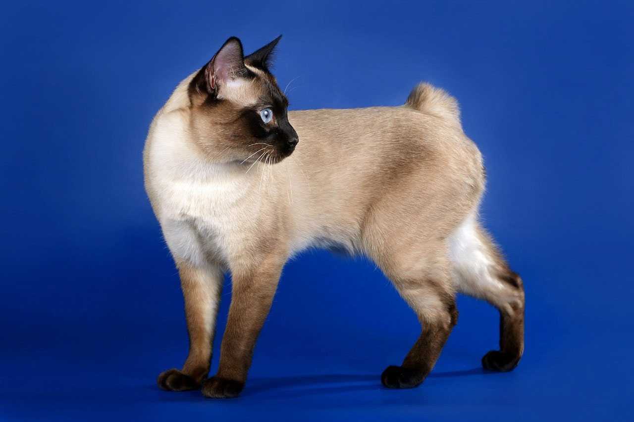 Меконгский бобтейл: описание породы и характер кошек