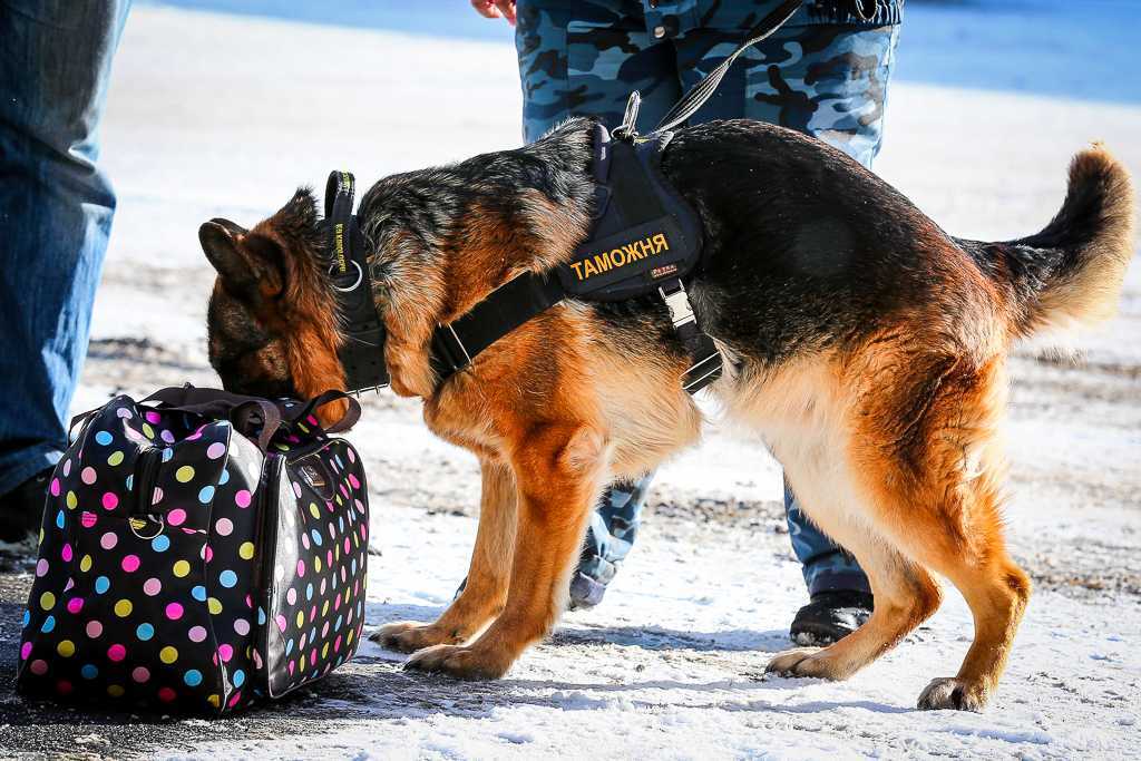 Служебные собаки – верные псы-компаньоны, помогающие своим хозяевам