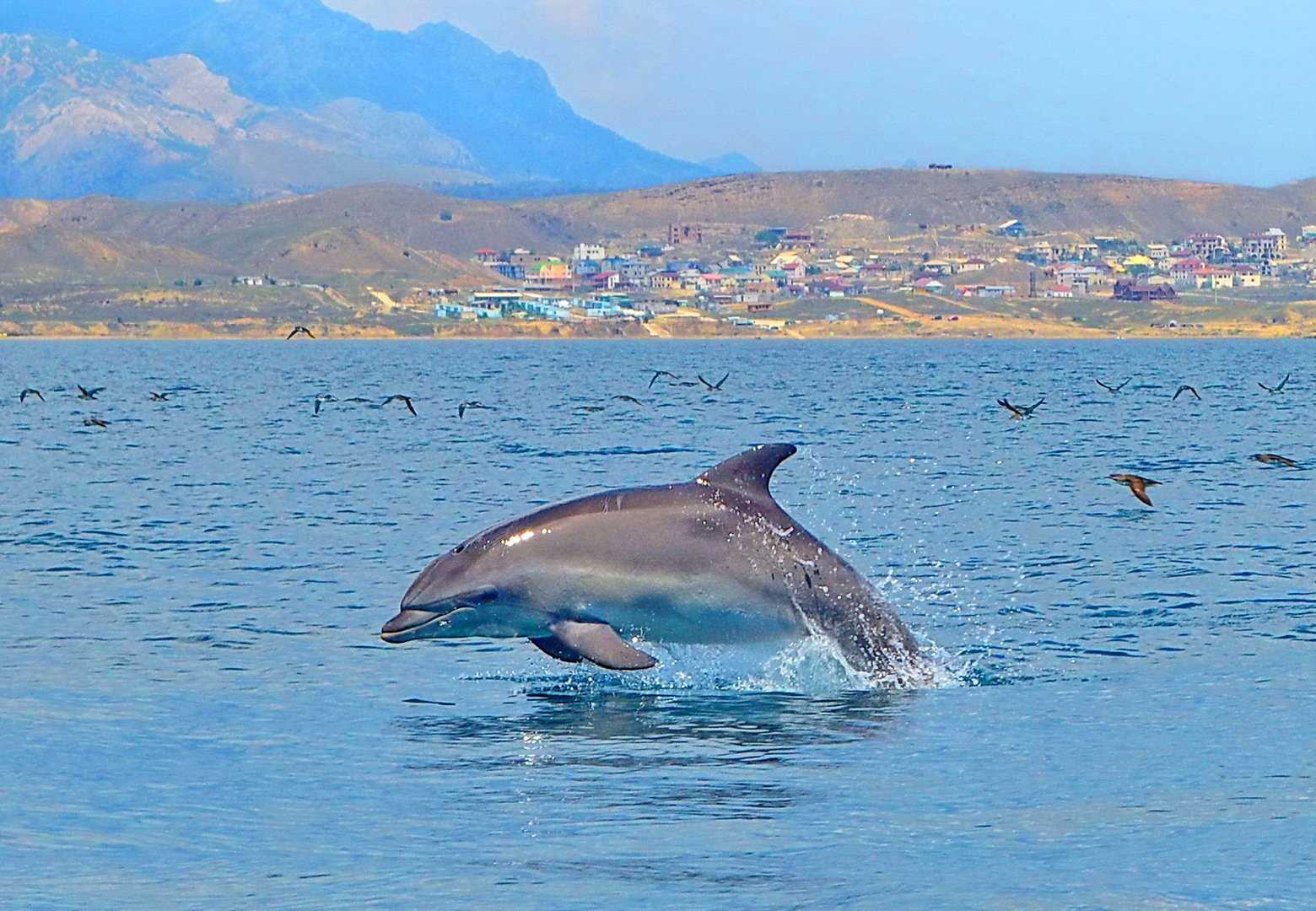 🚩 черноморские дельфины: где они обитают и как выглядят