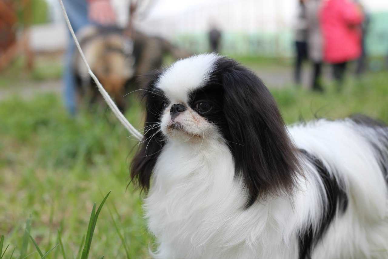 Японский хин 🐕: описание породы, характер, окрас, содержание и уход, фото собаки