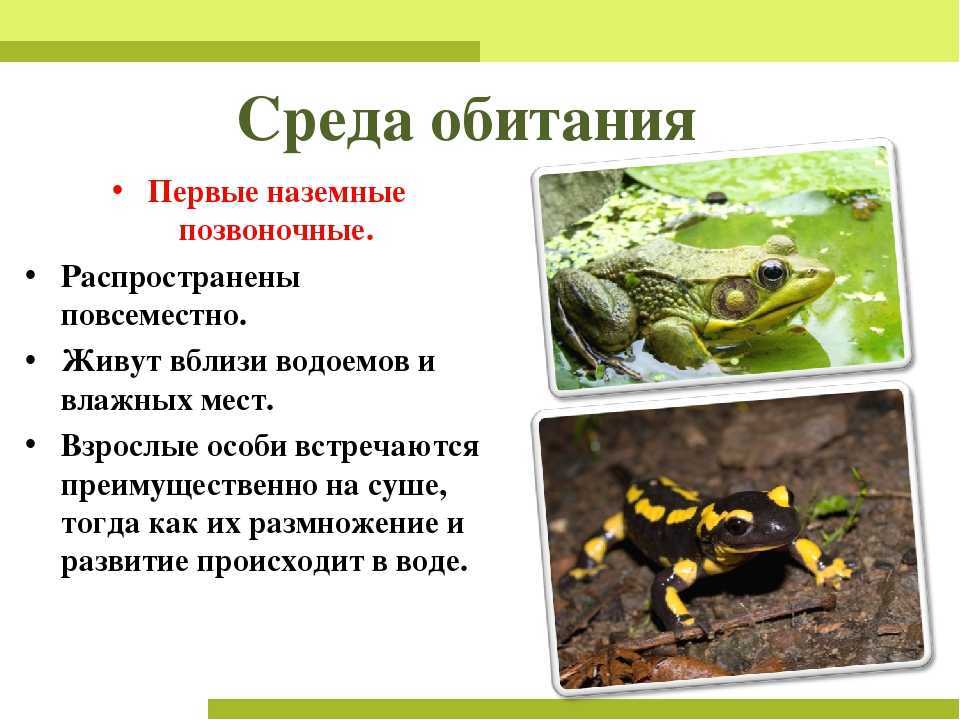Лягушки – фото, описание, ареал, рацион, враги, популяция
