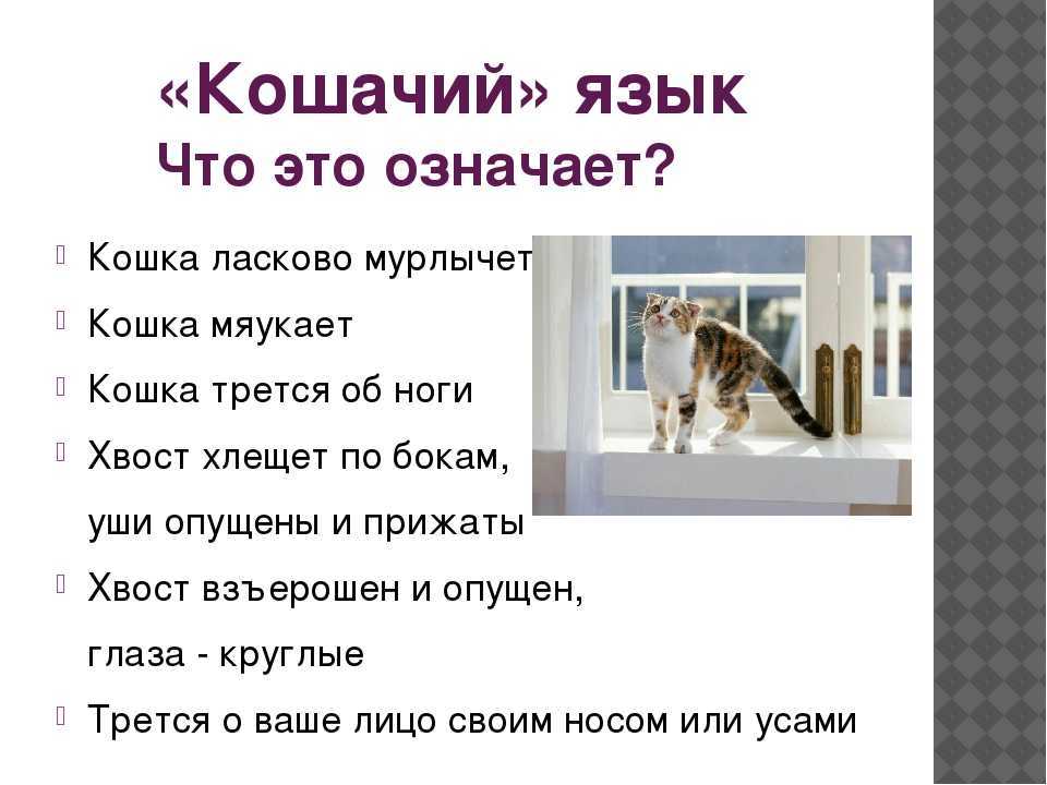 Почему кот носится по квартире как ненормальный: причины и методы решения
почему кот носится по квартире как ненормальный: причины и методы решения