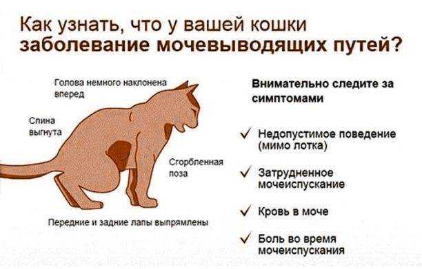 Подагра: симптомы и методы лечения. диета и препараты при подагре.