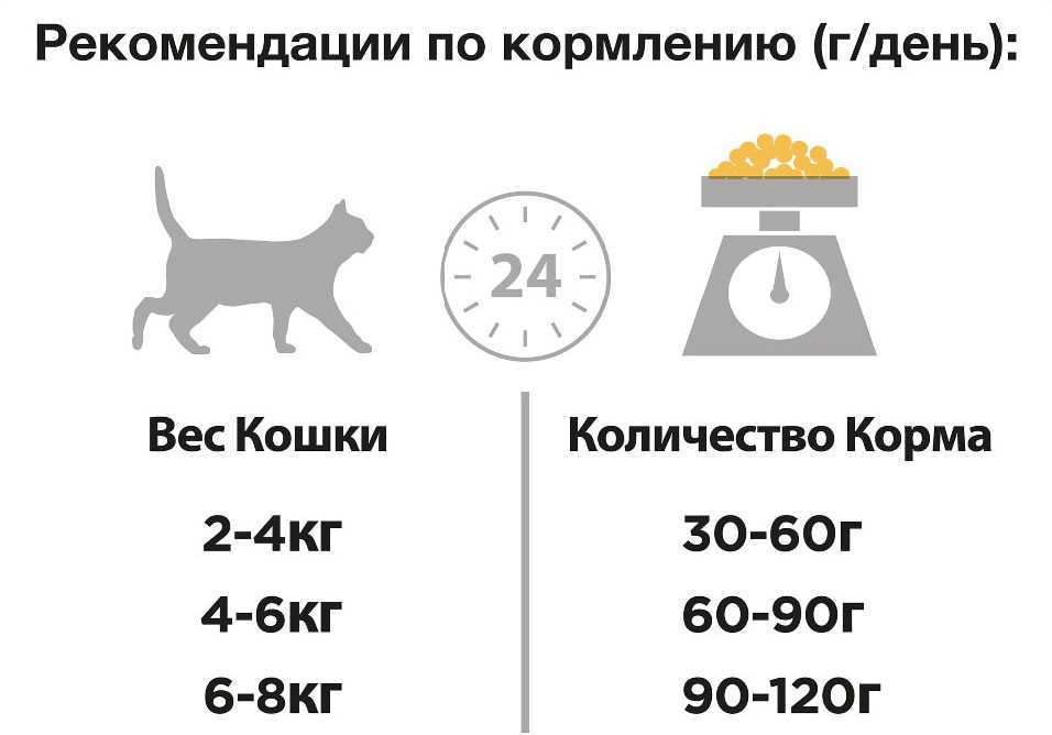 Как правильно кормить кошку влажным кормом?