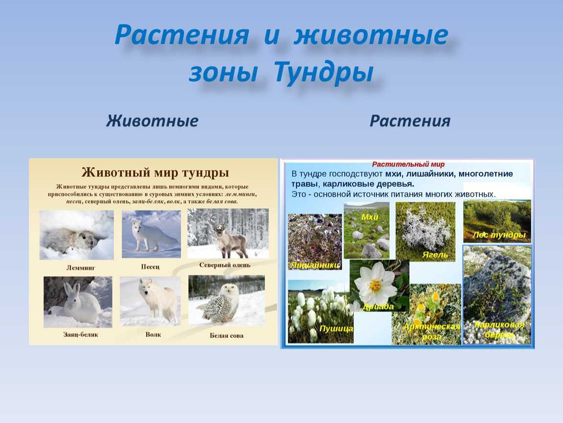Пустыни и полупустыни россии, животные и растения, климатический пояс, характеристика зоны