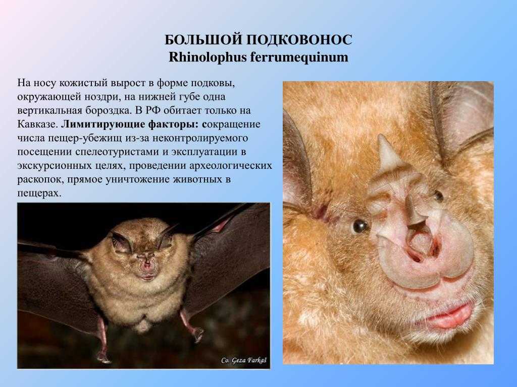 Подробное описание с фото всех животных, включенных в красную книгу россии