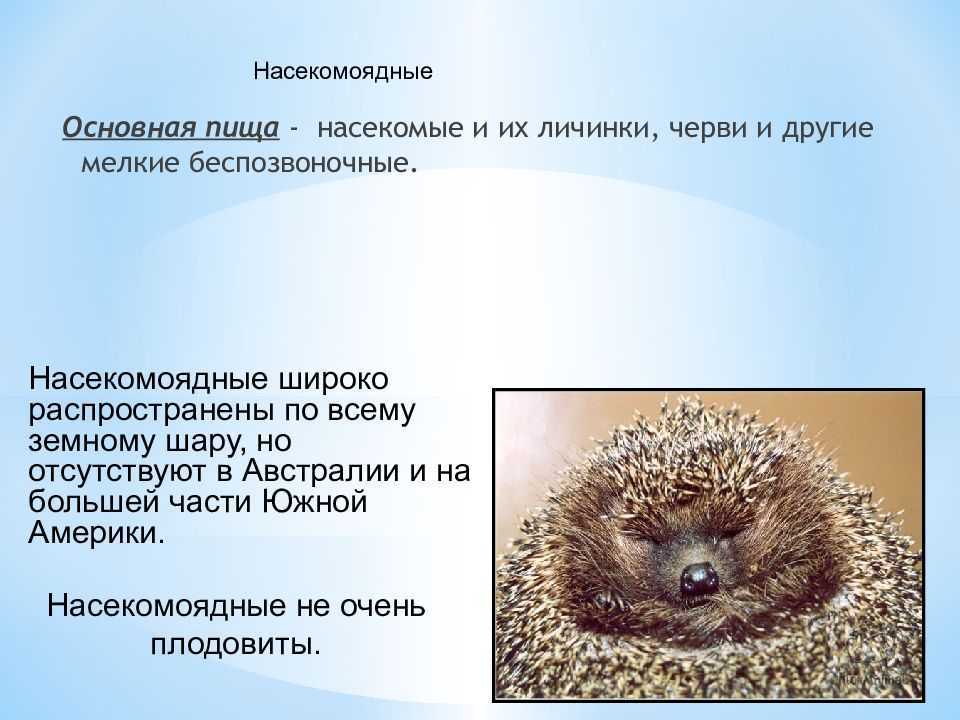 Удивительные млекопитающие животные