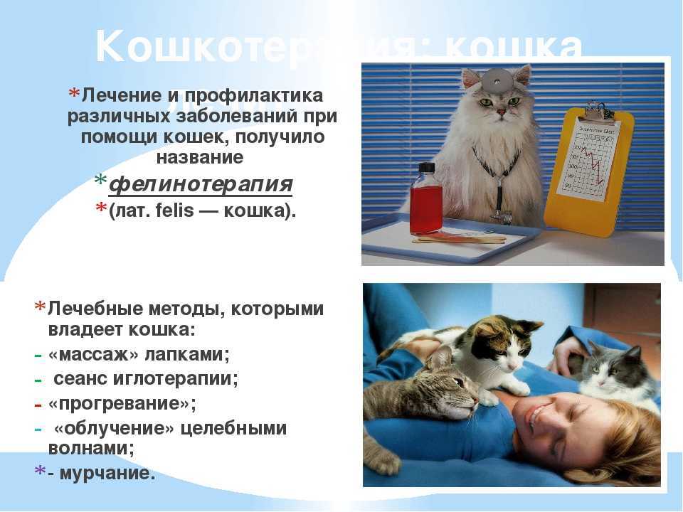 Фелинотерапия: действительно существует?
фелинотерапия: действительно существует?