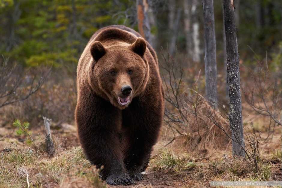 Все о медведях