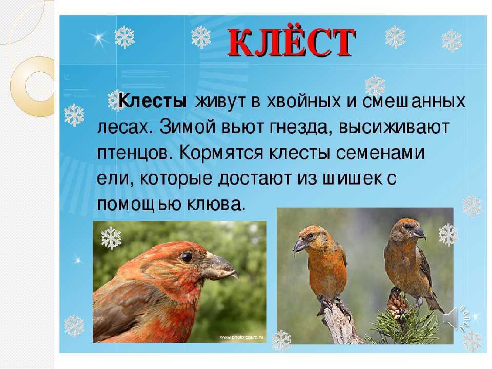 Жаворонок птица. образ жизни и среда обитания жаворонка