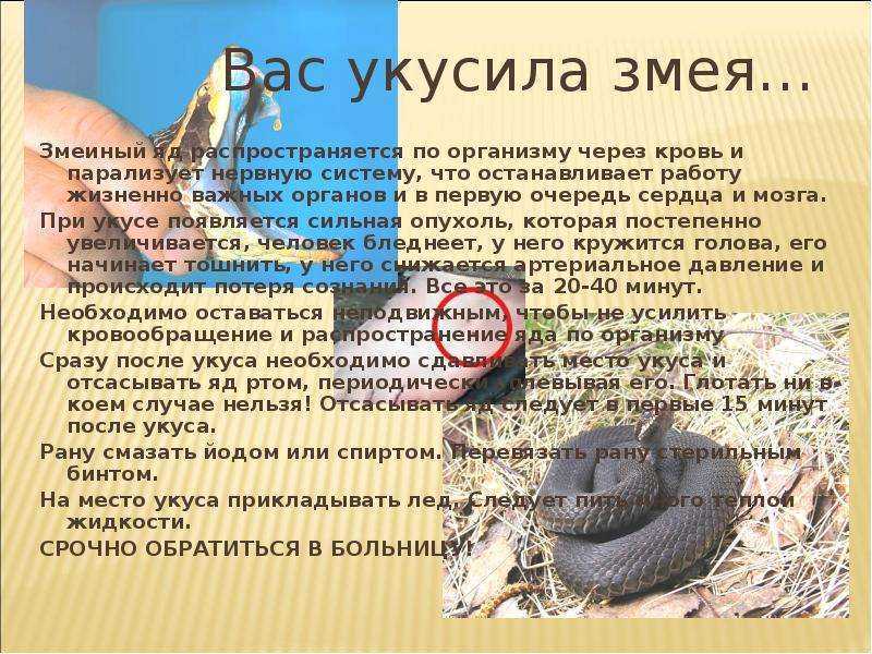 Гадюка – самая опасная змея наших широт