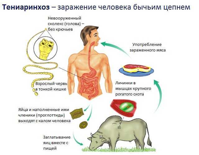 Как отпугнуть змей с дачного участка: химические яды, народные средства, приборы-отпугиватели и самодельные ловушки
