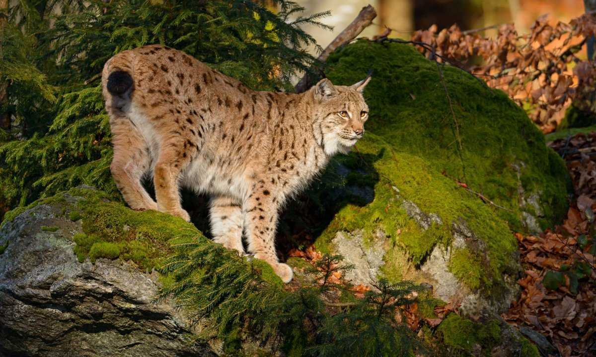 Природа, растения и животные южного урала