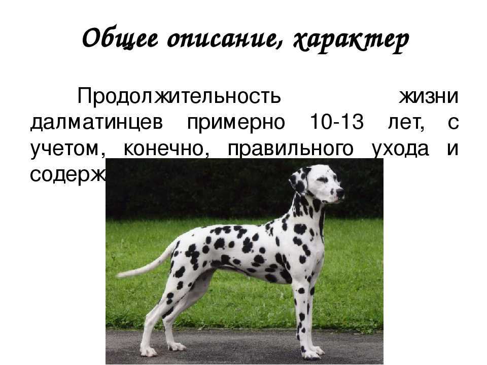 Далматин (далматинец) — описание породы собаки с фото