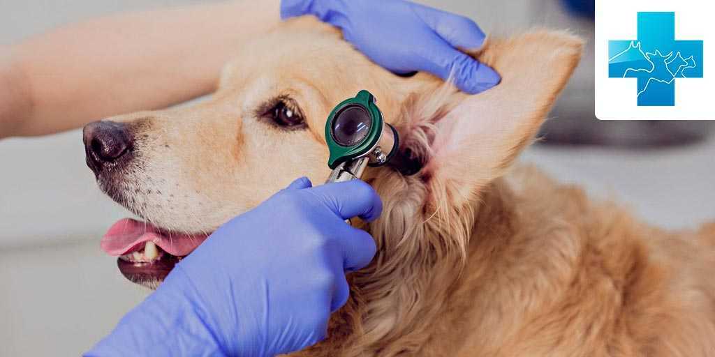 Пироплазмоз - бабезиоз у собак, 
симптомы и лечение