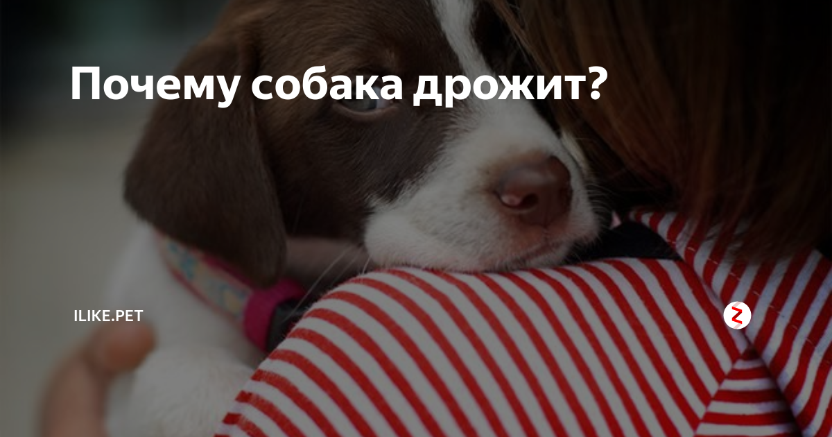 Почему дрожит собака и что делать?