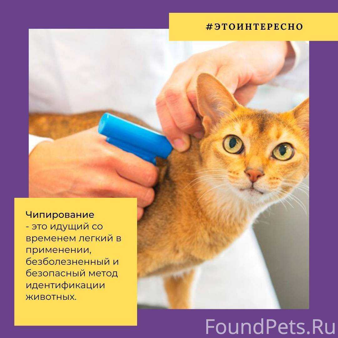 Чипирование кошек: как проводится, преимущества