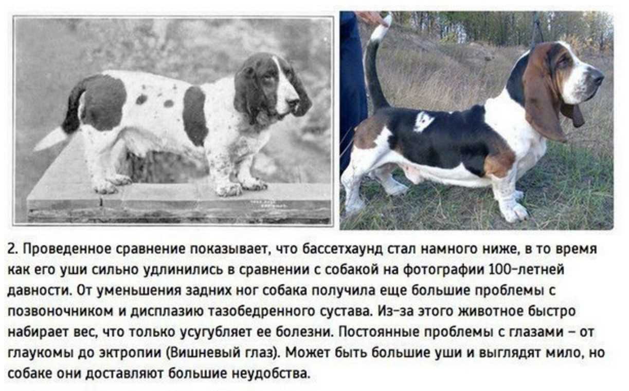 Самые послушные породы собак: названия и фото