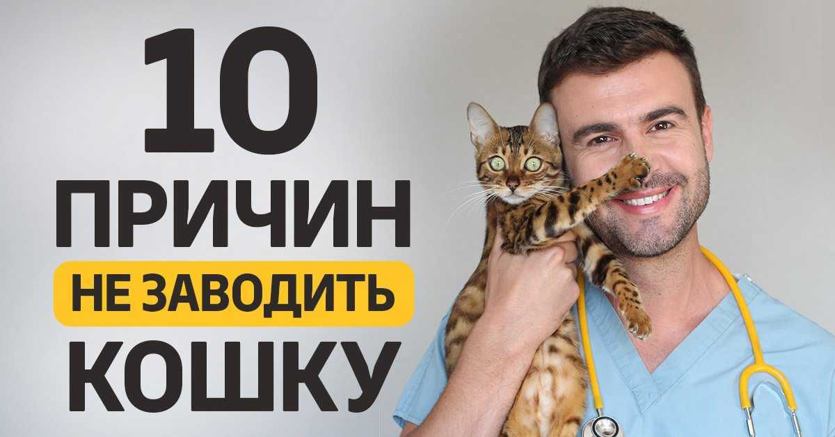 Причины, по которым люди заводят кошку | блог ветклиники "беланта"