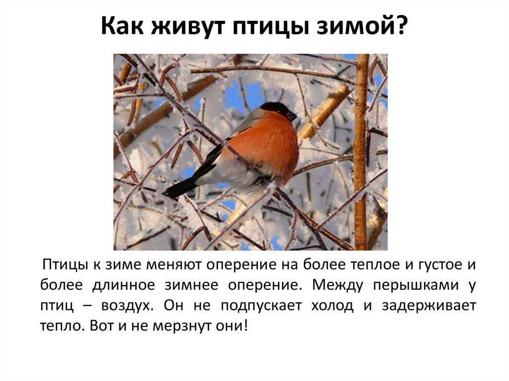 Жаворонок птица. образ жизни и среда обитания жаворонка | животный мир
