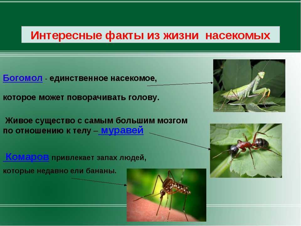 15+ полезных насекомых для сада и огорода