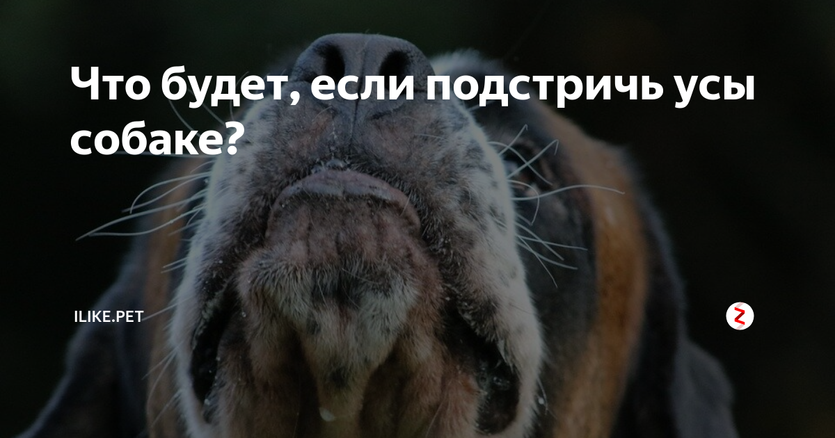 Для чего собаке усы, или вибриссы: назначение усов, их функции, можно ли стричь собакам усы и почему?