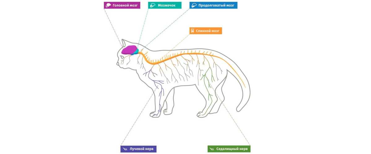 ᐉ болезни нервной системы у кошек - ➡ motildazoo.ru