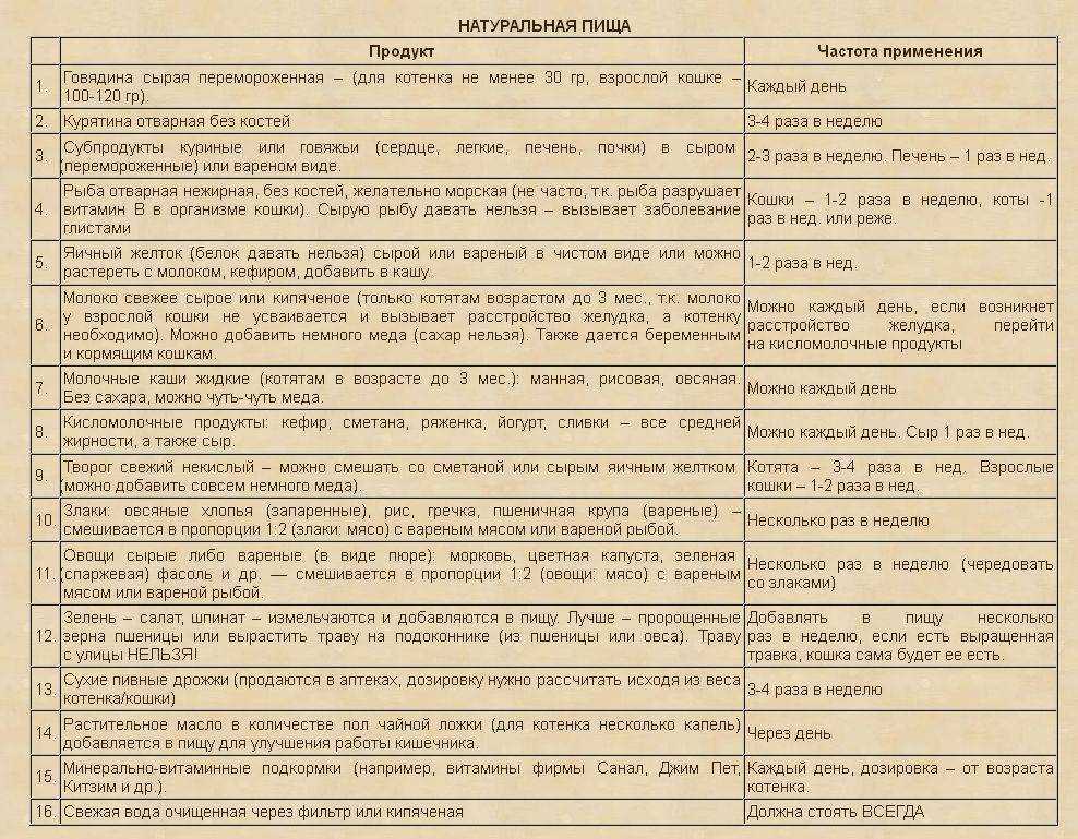 Как выкормить котенка без кошки: возможно ли это в принципе - мир кошек