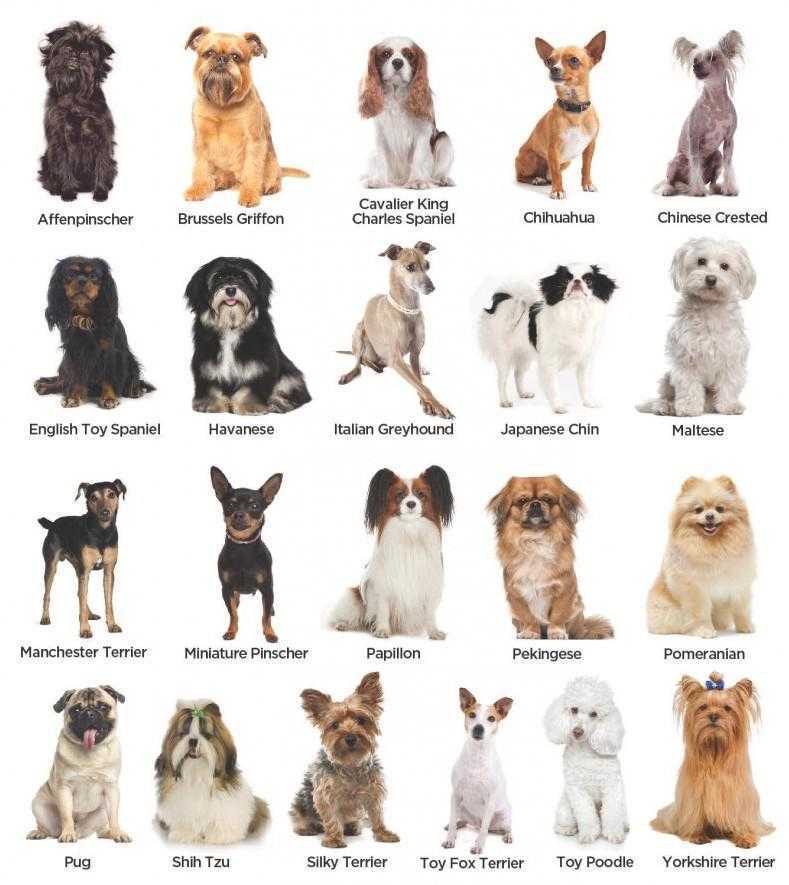 Породы собак для квартиры и детей – фото, название, описание