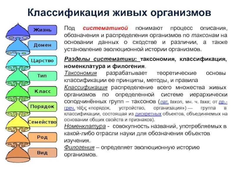 Царство растений. классификация растений. общая характеристика :: syl.ru