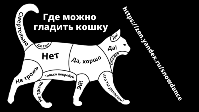 В каком месте кошки любят чтобы их гладили - oozoo.ru