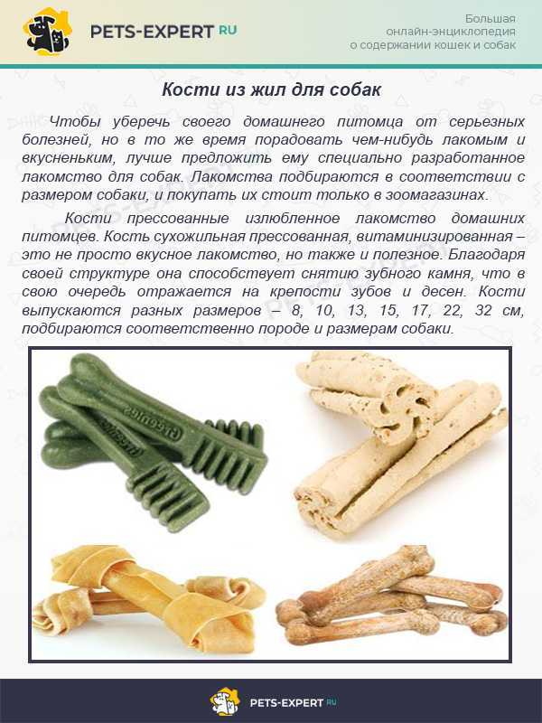 Можно ли давать собакам кости? какие кости можно давать щенку?