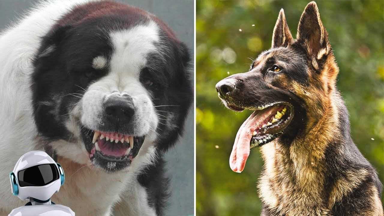 Охранные породы собак: топ-30 лучших псов для охраны дома с фото и описанием