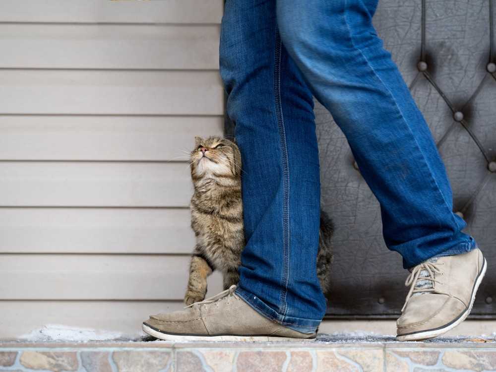 Почему кошка, когда встречает вас, трется о ваши ноги?