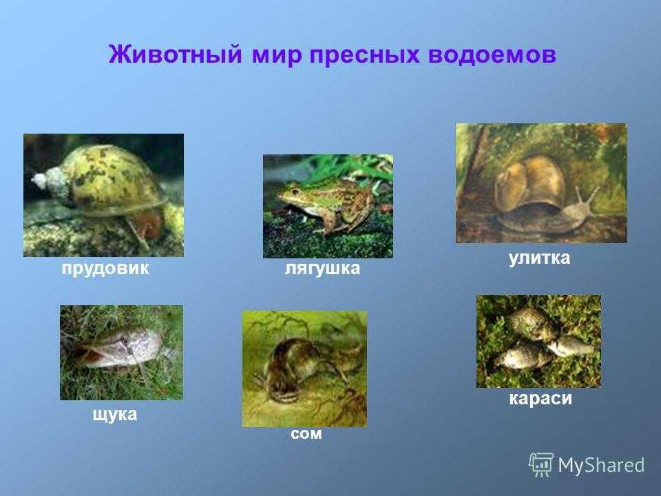 Жизнь в пресных водоёмах - удивительный мир животных