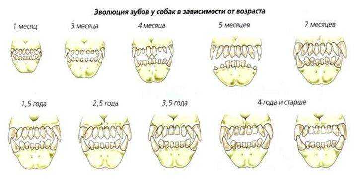 Когда у собак меняются зубы, во сколько месяцев, схема смены - zoosecrets
