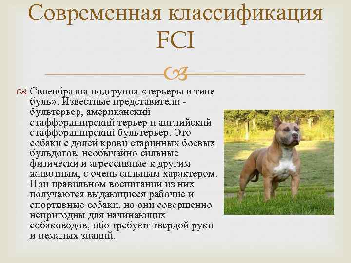 Бойцовские собаки - названия пород с описанием и характеристиками, опасность для человека и отзывы владельцев