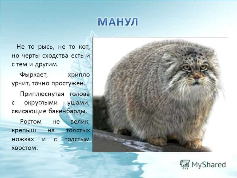 Западно-алтайский заповедник