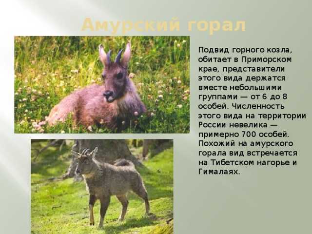 Кто такие кроты, как живут и что едят