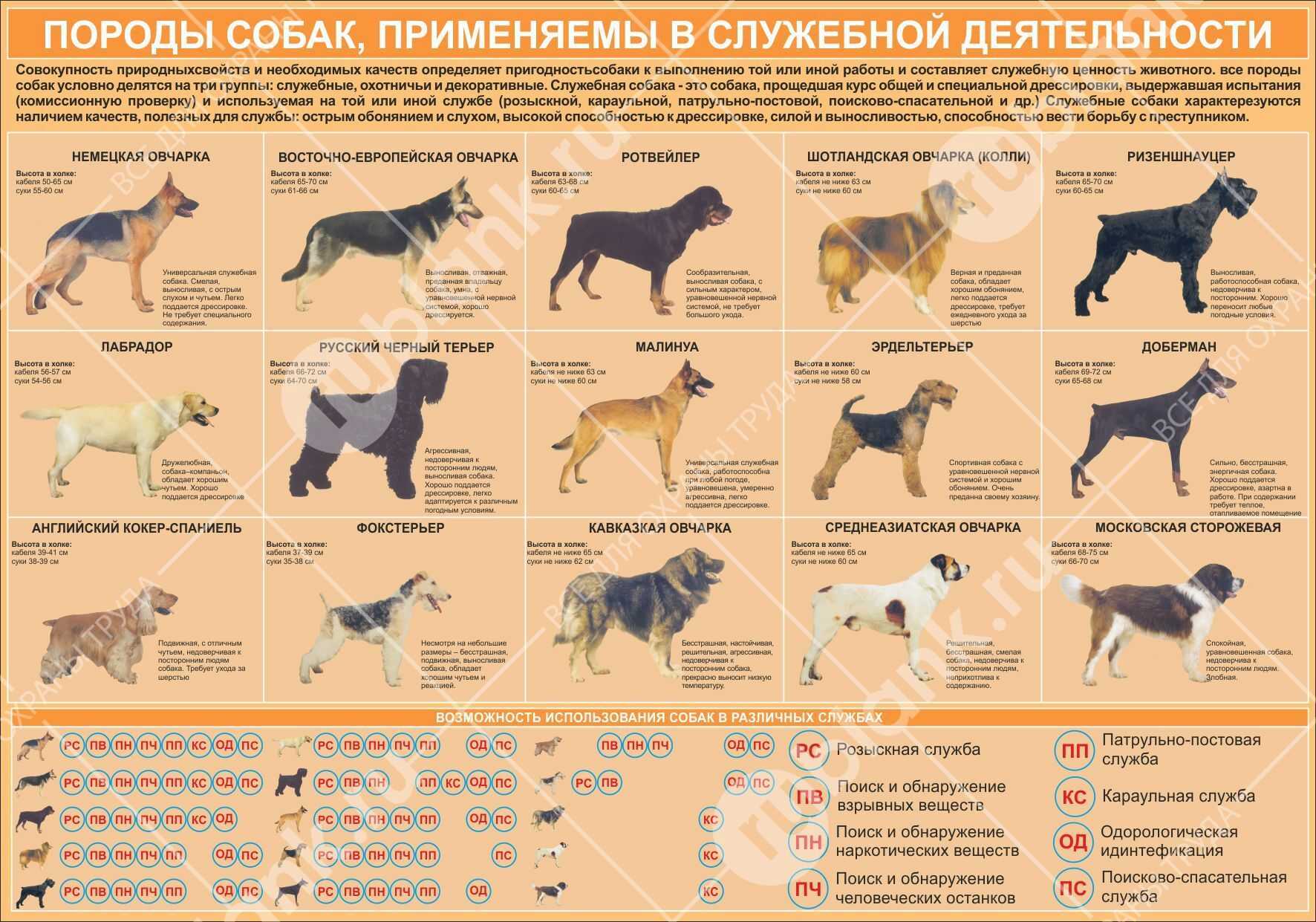 Обзор самых лучших служебных пород собак: описание всех видов таких псов