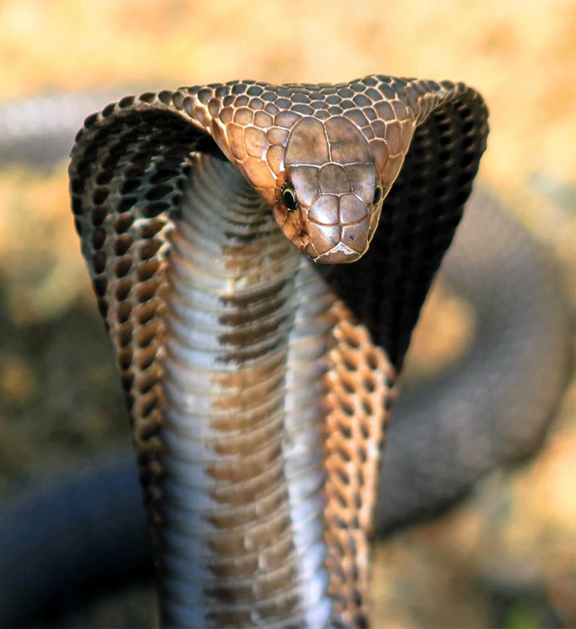 Королевская кобра: очень крупная и ядовитая