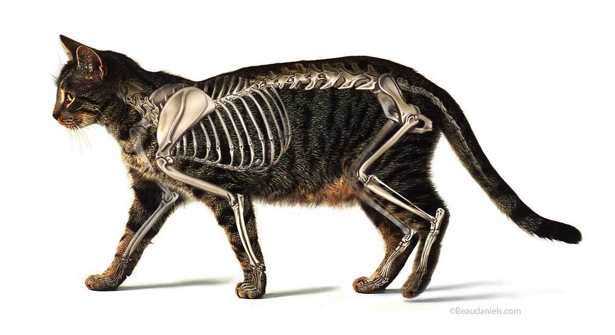 Как выглядит кошачий скелет и сколько ребер у кошки