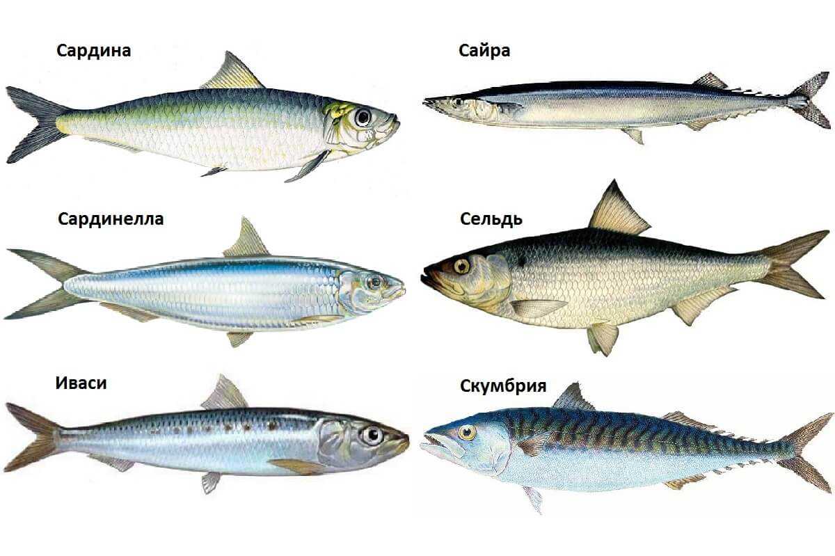 Рыбы сибири, обитатели таежных рек