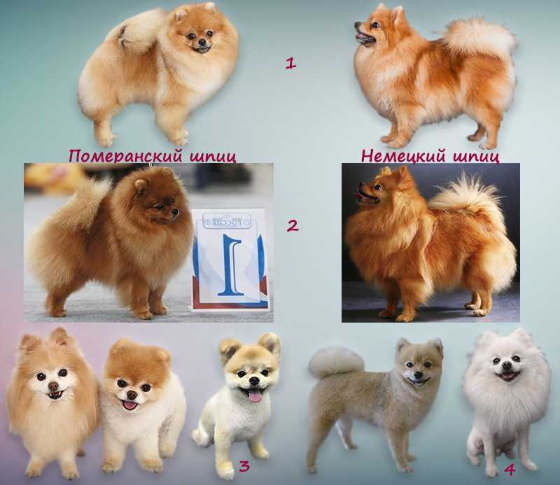 Описание породы мини померанских шпицев медвежьего типа: особенности