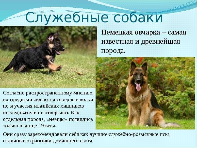 Болезни немецких овчарок: лечение, витамины для щенков