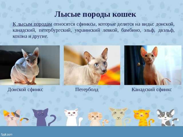 Бамбино - описание породы и характер кошки