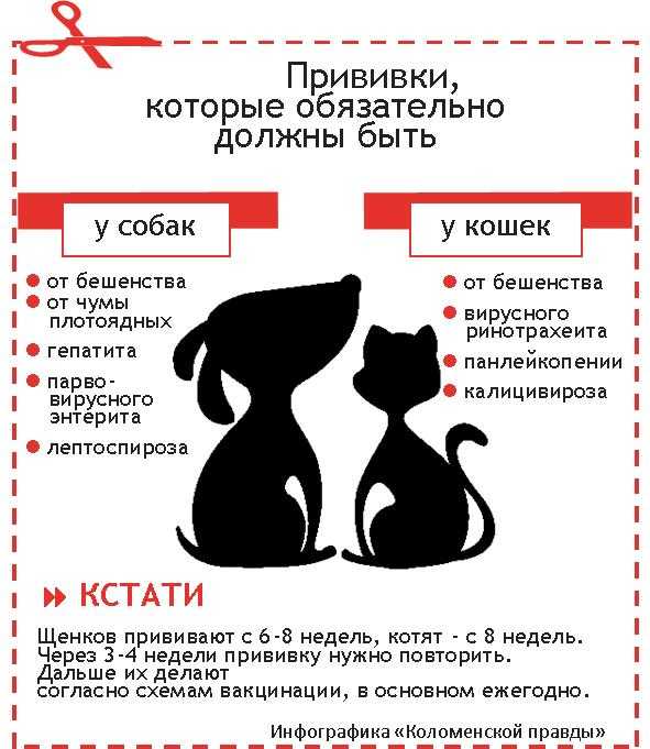 Когда котята начинают есть самостоятельно