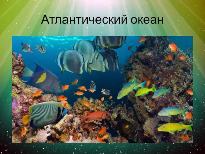 Содержание мартышек в домашних условиях. советы и видео