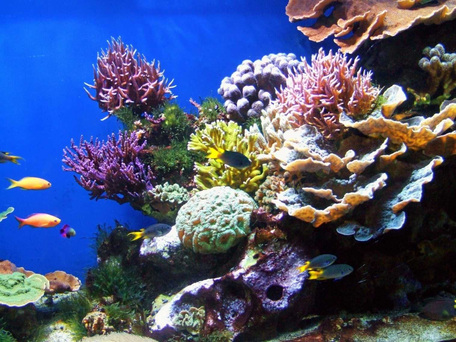 Кораллы — это животные или растения? давайте разбираться