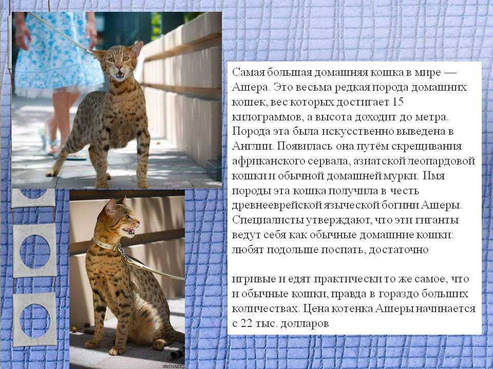 Ашера: описание породы кошек, фото, стандарты, размеры, характер и поведение, уход и питание